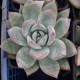 Echeveria colorata