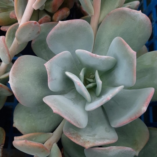 Echeveria 'Gila'