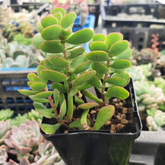 Crassula atropurpurea