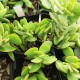 Crassula atropurpurea