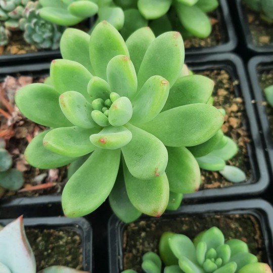 Sedum 'Alice Evans'