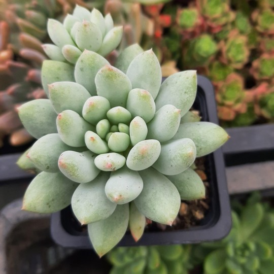 Pachyveria 'Crown Ball'