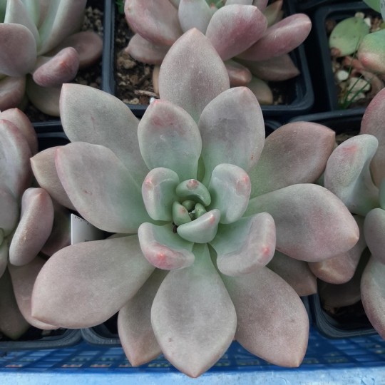 Graptoveria 'Ruby Done'