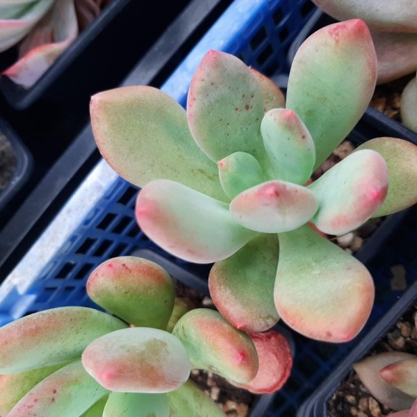 Pachyveria 'Dr Cornellius'