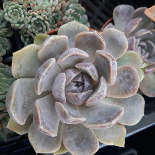 Echeveria 'Tynie Burger'