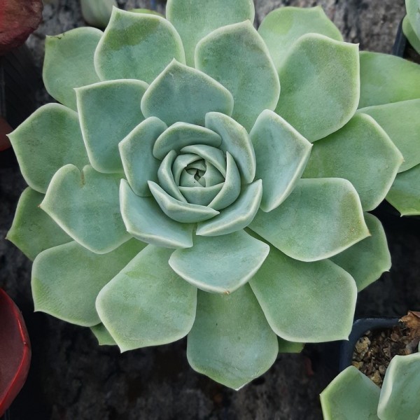 Echeveria 'Bahia'