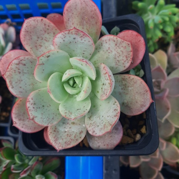 Echeveria Subcorymbosa Lau 026