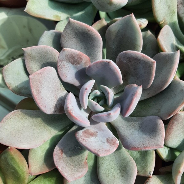 Graptoveria 'Debbi'