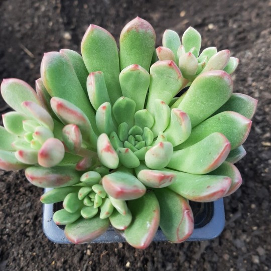 Graptoveria 'Bashful'