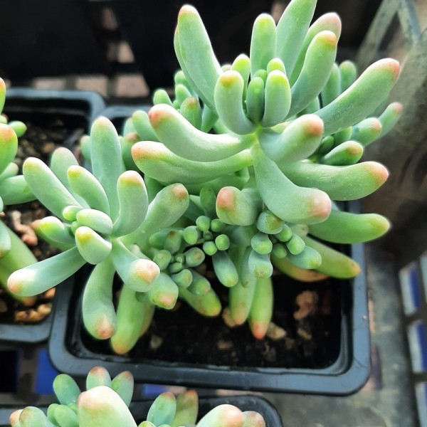 Sedum pachyphylum