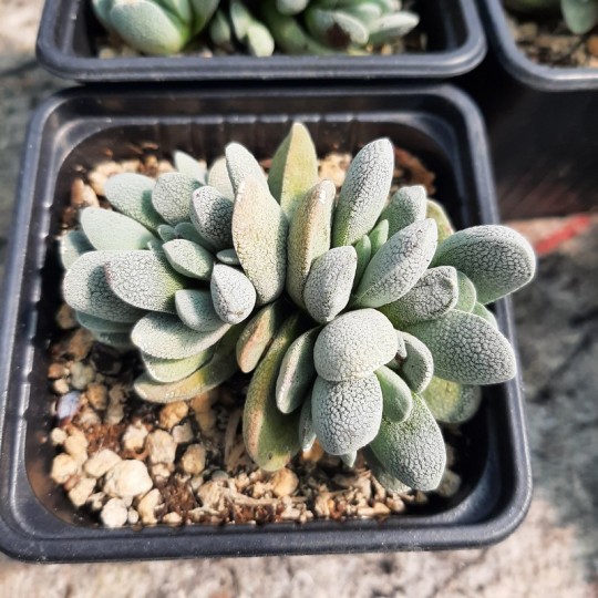 Crassula 'Tecta'