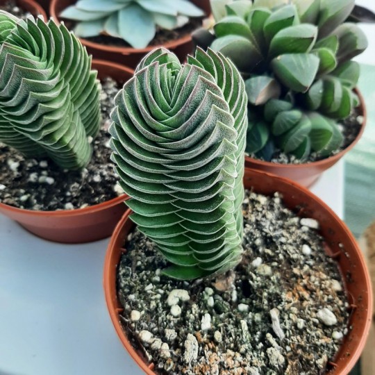 Crassula 'Buddha's Temple'