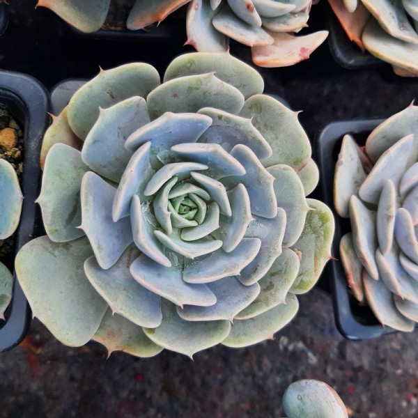 Echeveria X 'Exotic'