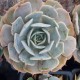 Echeveria X 'Exotic'