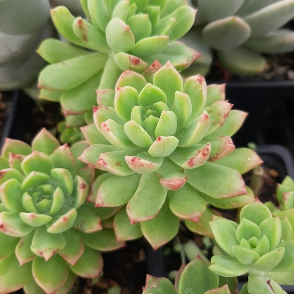 Sedeveria 'Maialen'