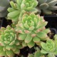 Sedeveria 'Maialen'