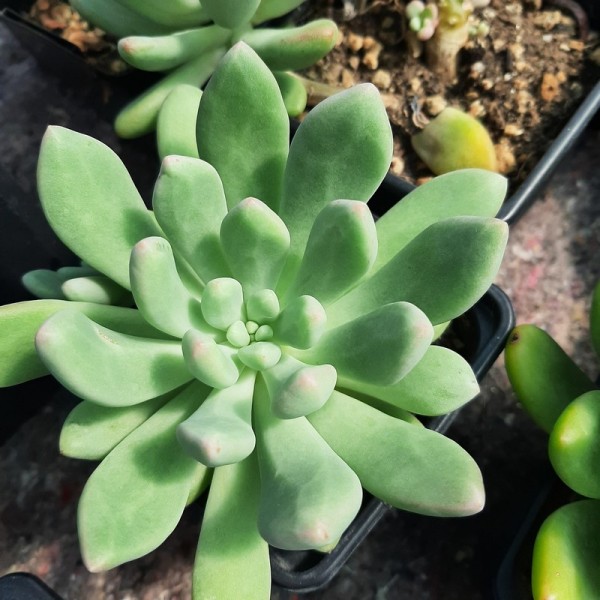 Pachyveria 'Fucifera'