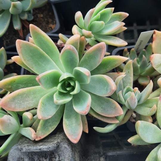 Graptoveria 'Waterlily'