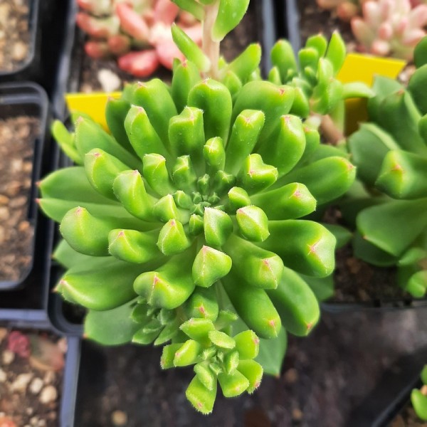 Sedeveria 'Red Lantern'