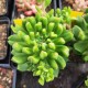 Sedeveria 'Red Lantern'