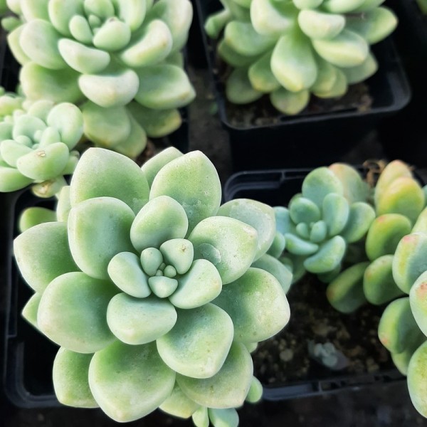 Graptosedum 'Paseo'