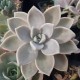 Graptopetalum 'Ruza'