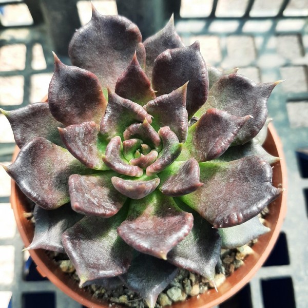 Echeveria 'Super Bowl'