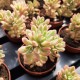 Sedum 'Joyce Tulloch' Variegata