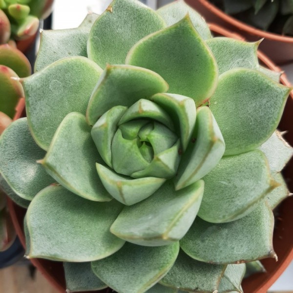 Echeveria 'Fabiola'