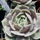 Echeveria 'Lola'