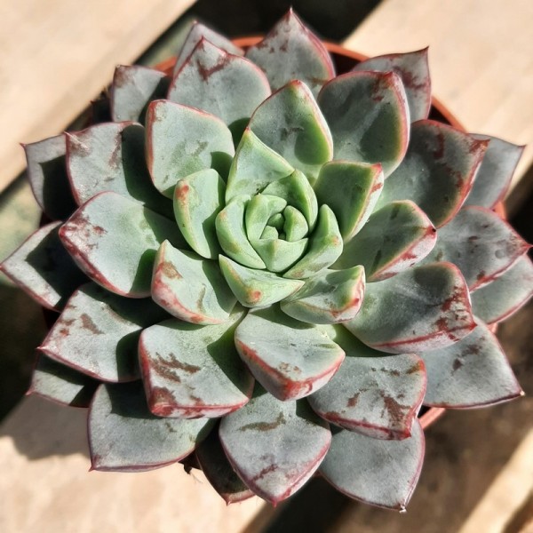 Echeveria 'Nacre'