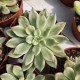 Echeveria 'green emerald'