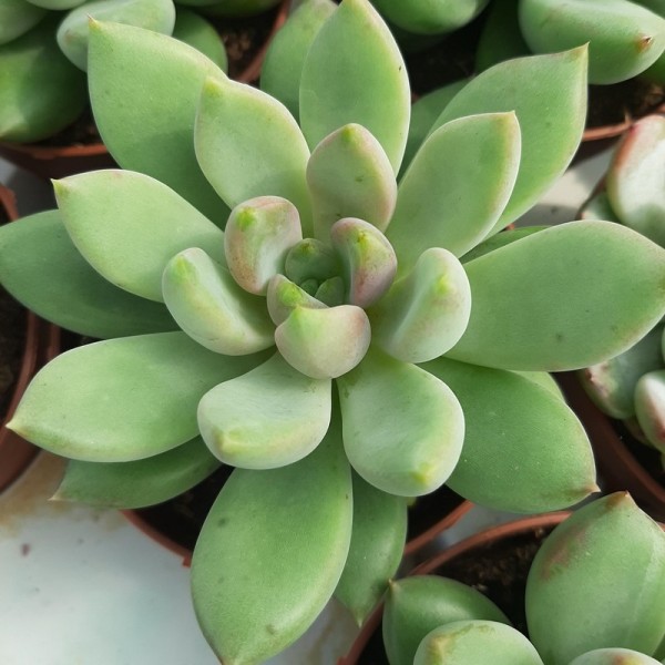 Pachyveria 'Thunderbird'