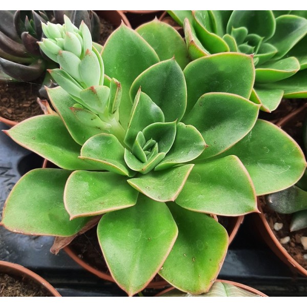 Echeveria 'Salsa verde'