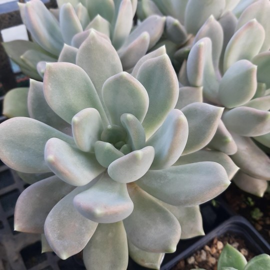 Pachyveria 'Draco'