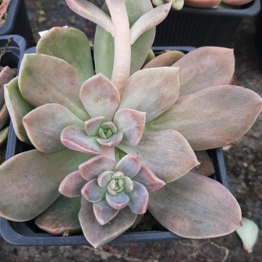 Echeveria 'Latina'