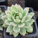 Sedeveria 'Markus' variegata