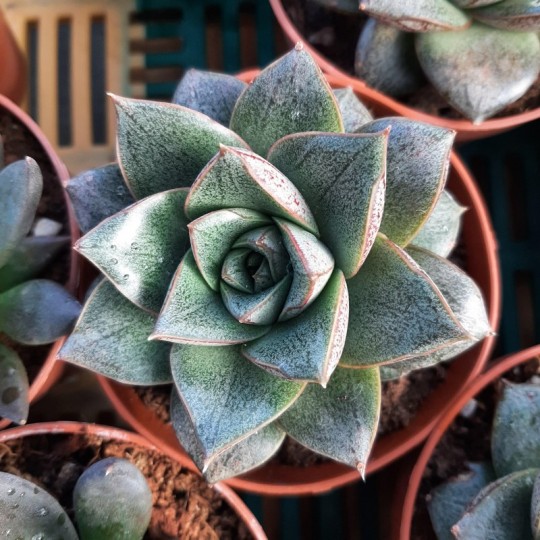 Echeveria purpusorum forme blanche
