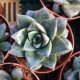 Echeveria purpusorum forme blanche