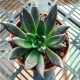 Echeveria affinis