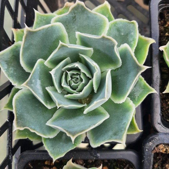 Echeveria elegans var simulans