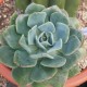 Echeveria 'Swirl'