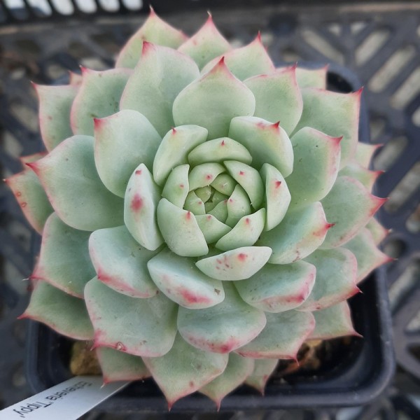 Echeveria 'Tippy'