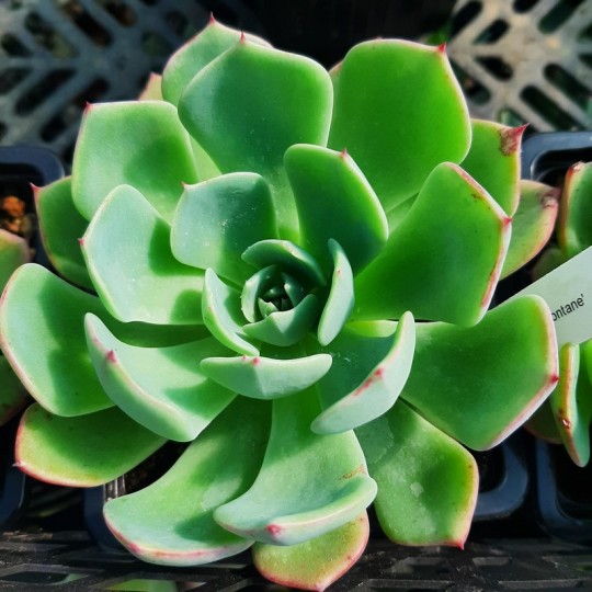 Echeveria 'Tramontane'