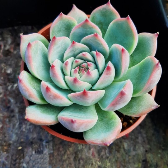 Echeveria chihuahuaensis 'Ruby Blush'