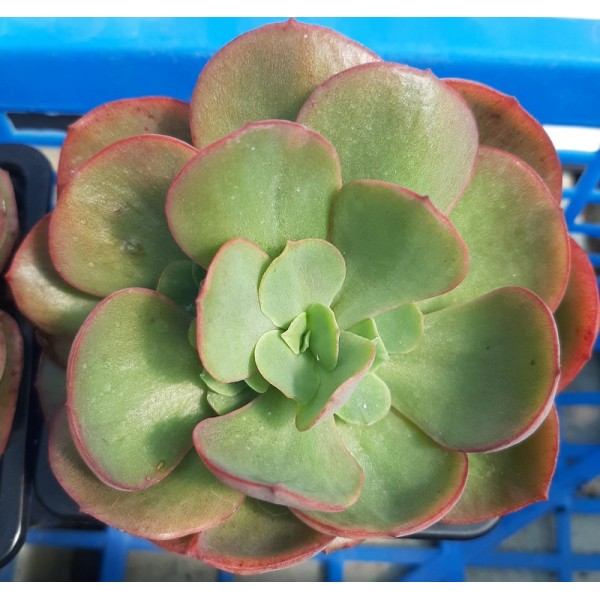 Echeveria 'Suyon'