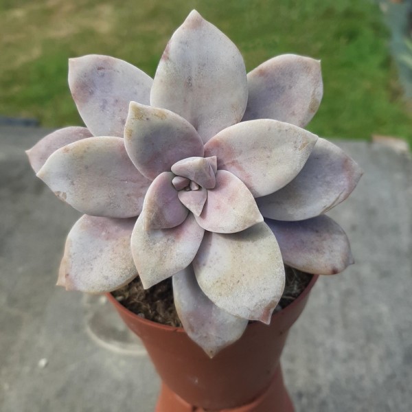 Graptopetalum superbum