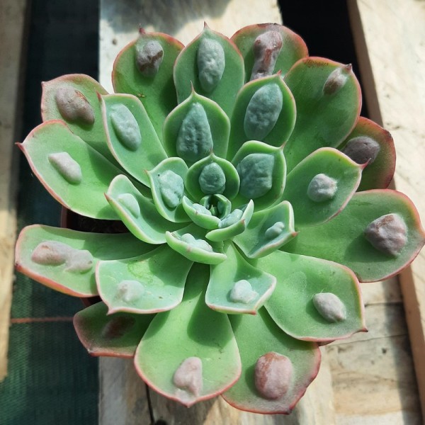 Echeveria 'Rain Drops'