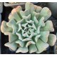 Echeveria 'Pinwheel Revolution'