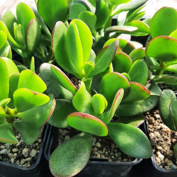 Crassula ovata